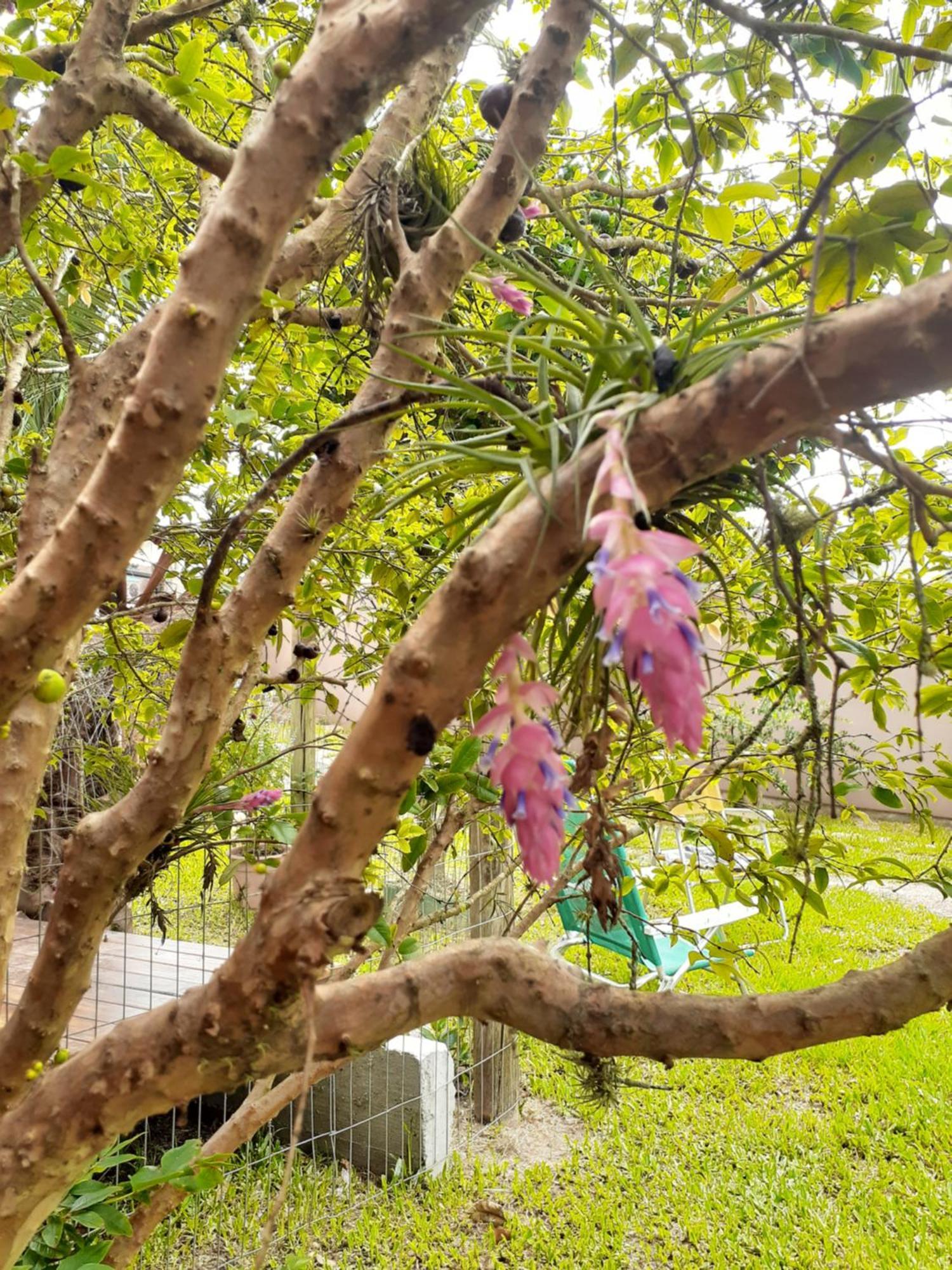 Jabuticasa Cabana De Madeira Na Praia Penha  Dış mekan fotoğraf